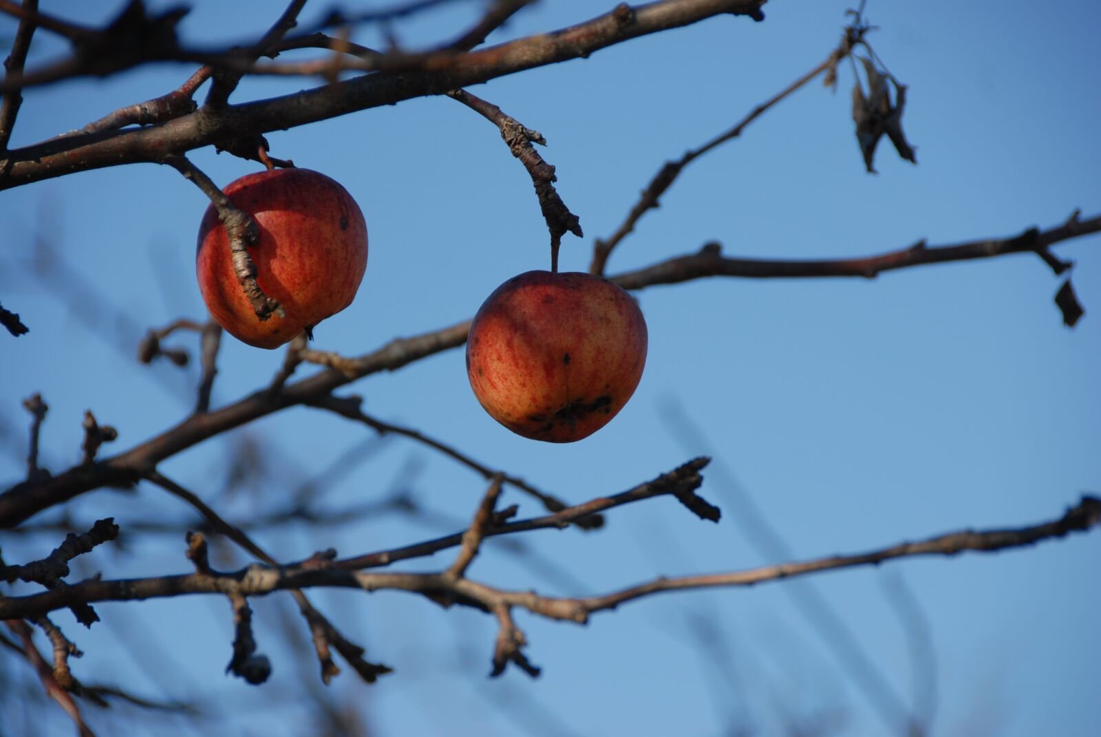 Nikon D200 sample photo. Apple, tree, nature photography