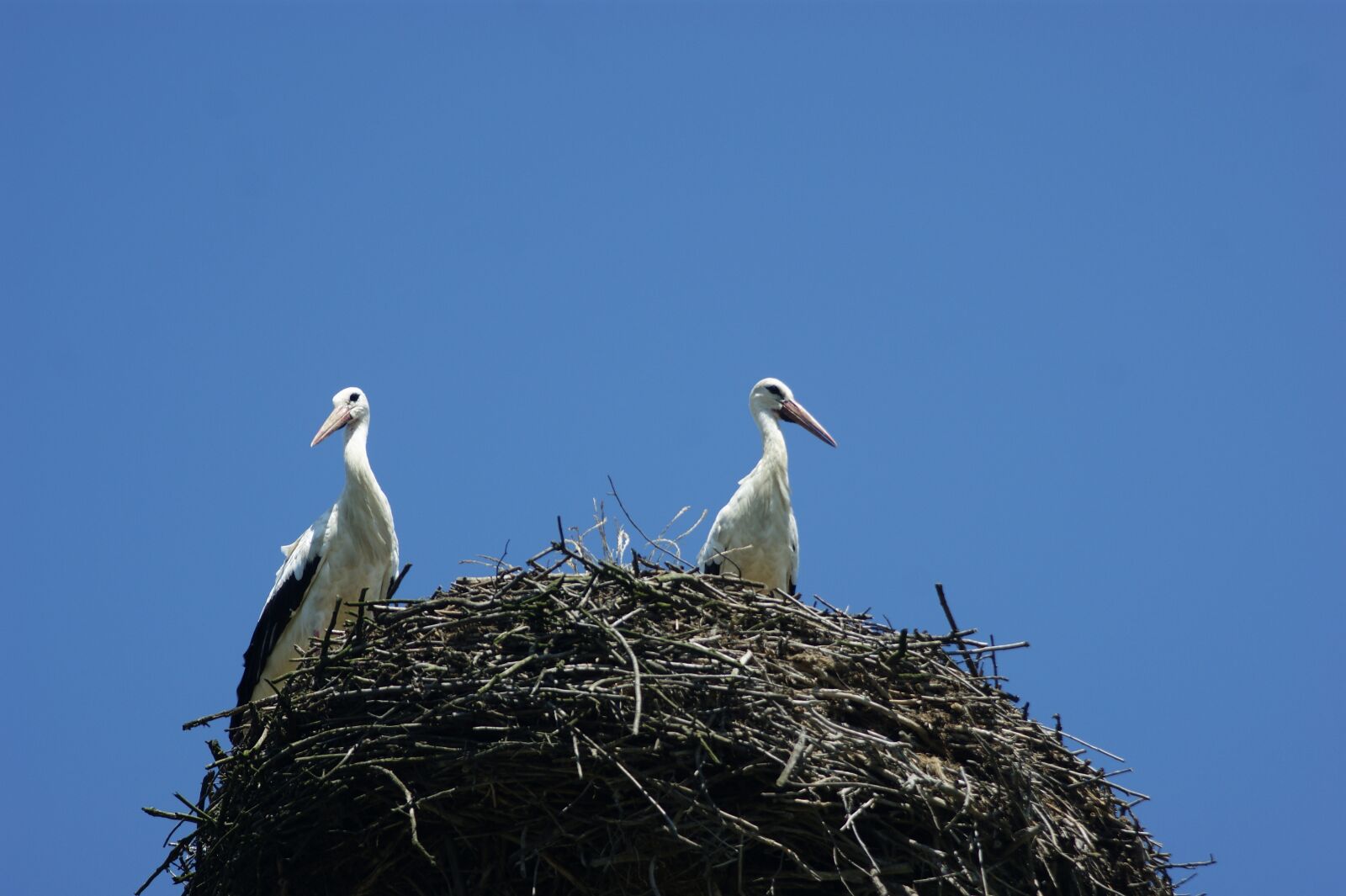 Sony Alpha DSLR-A290 sample photo. Stork, nest, before the photography