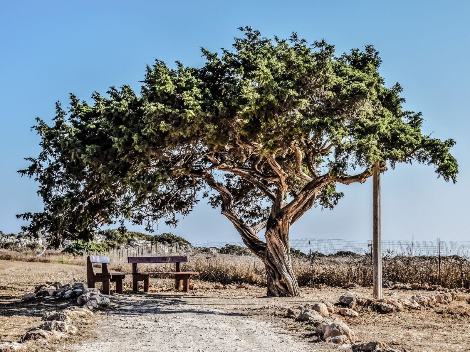 Nikon D3300 sample photo. Cyprus, cavo greko, tree photography
