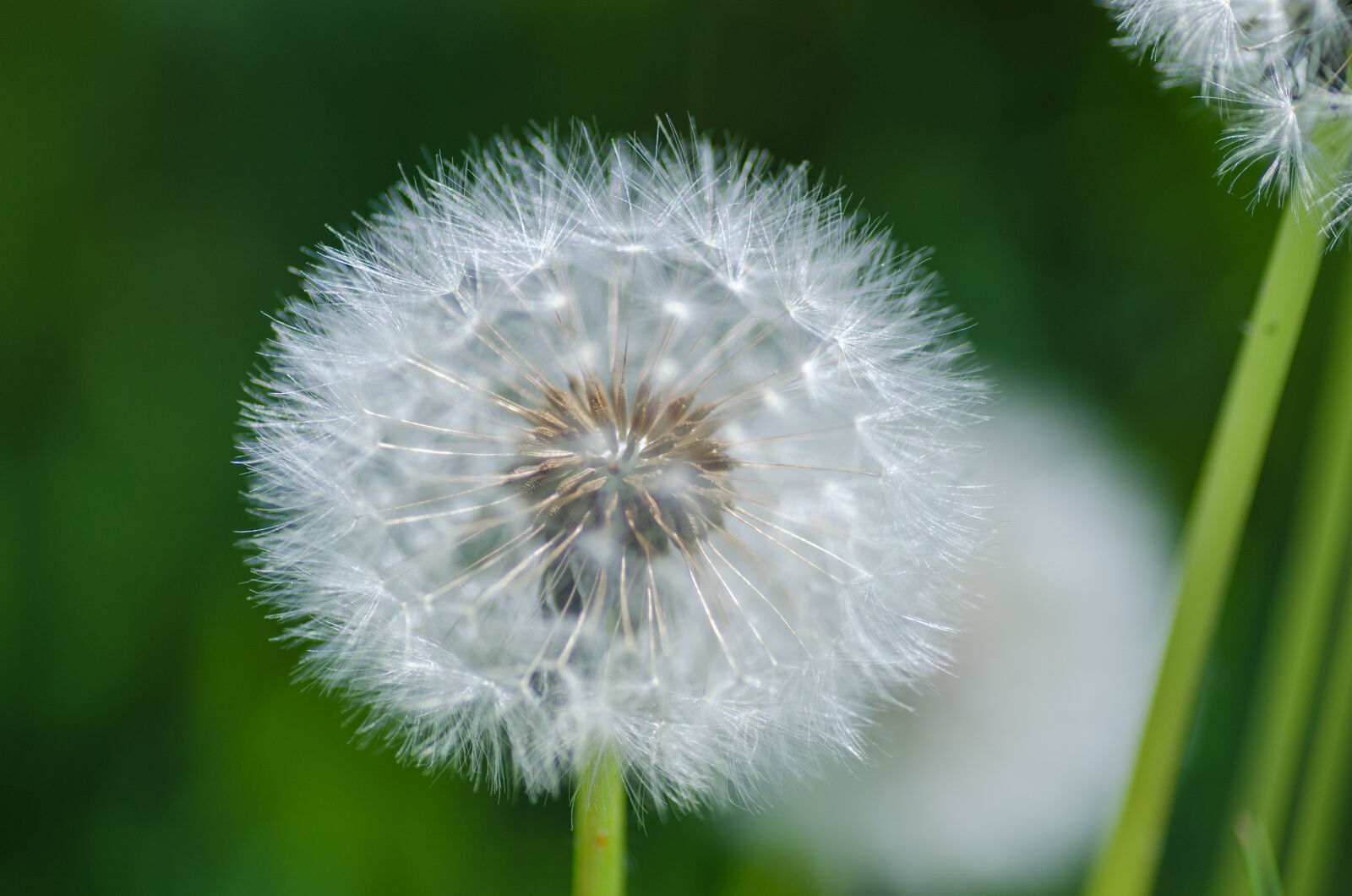 Nikon D5100 sample photo. Beautiful, blur, bright, close photography
