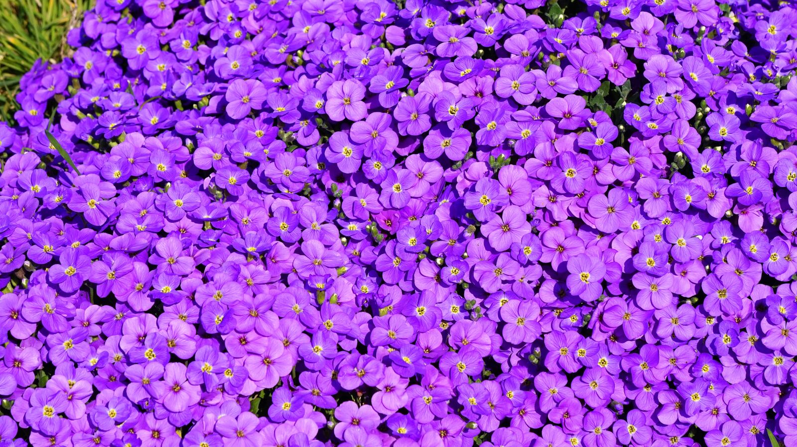 Sony Alpha a5000 (ILCE 5000) sample photo. Blue pillow, flowers, spring photography