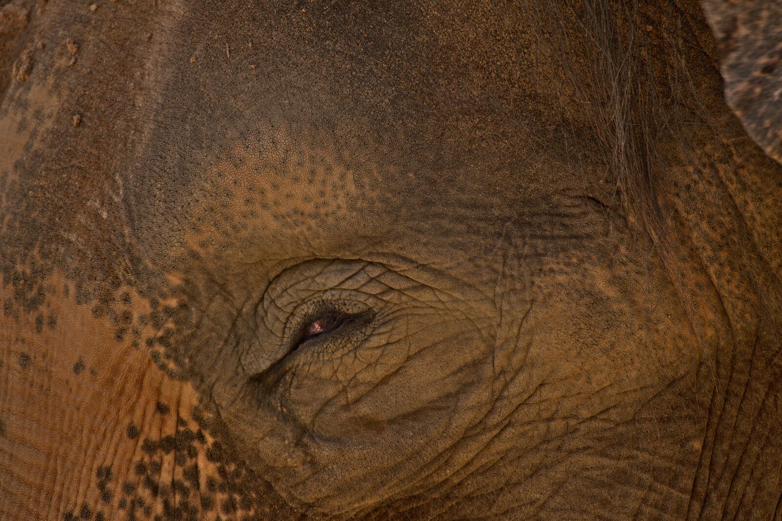 Nikon D3300 sample photo. Elephant, zoo, nature photography