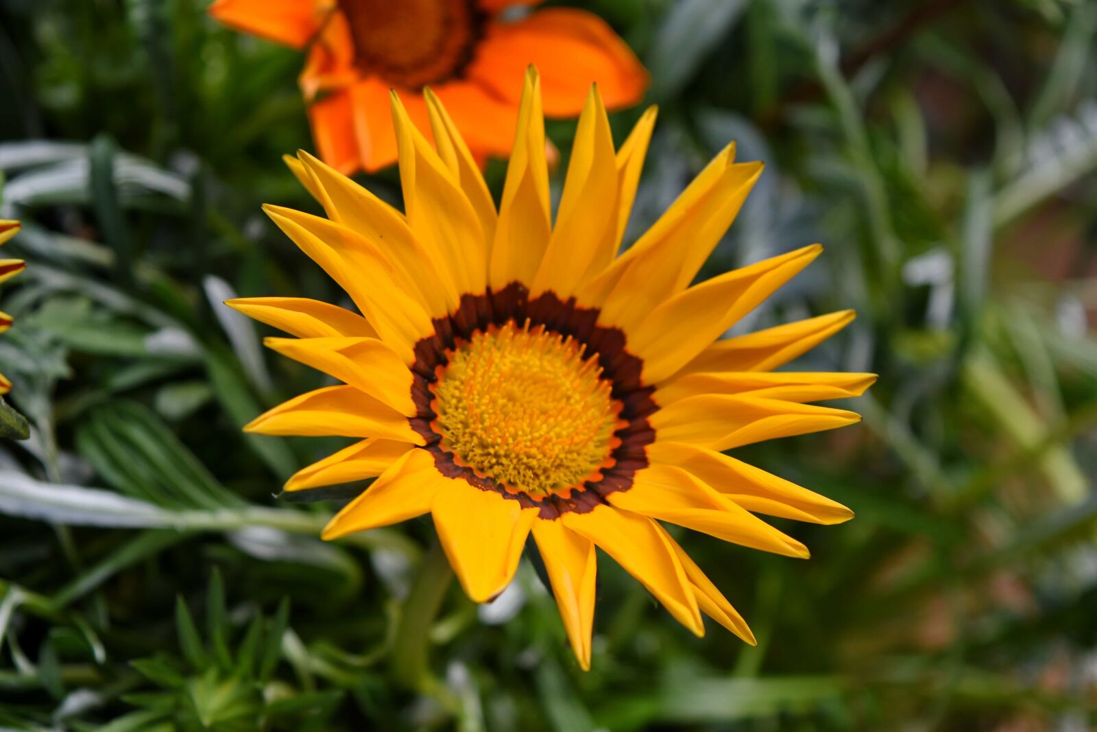 Nikon D5500 sample photo. Meadow, spring time, summer photography