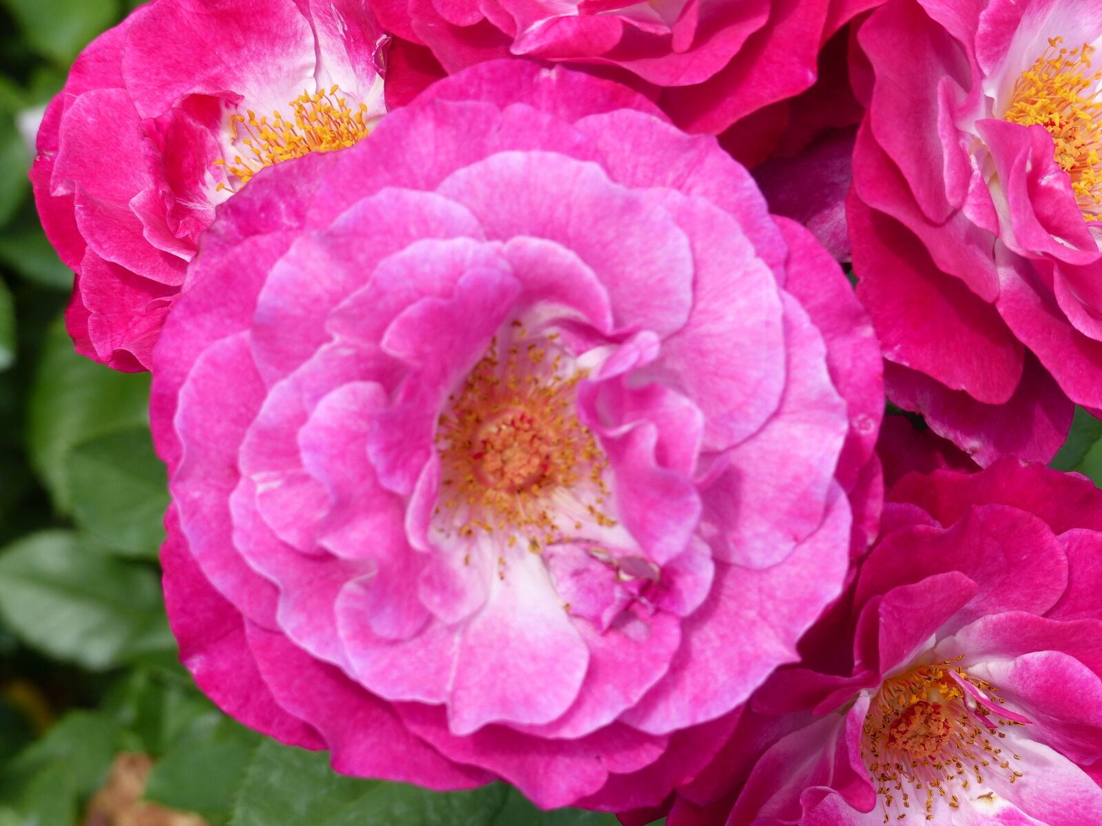 Panasonic Lumix DMC-FZ200 sample photo. Beautiful, flowers, nature, pink photography