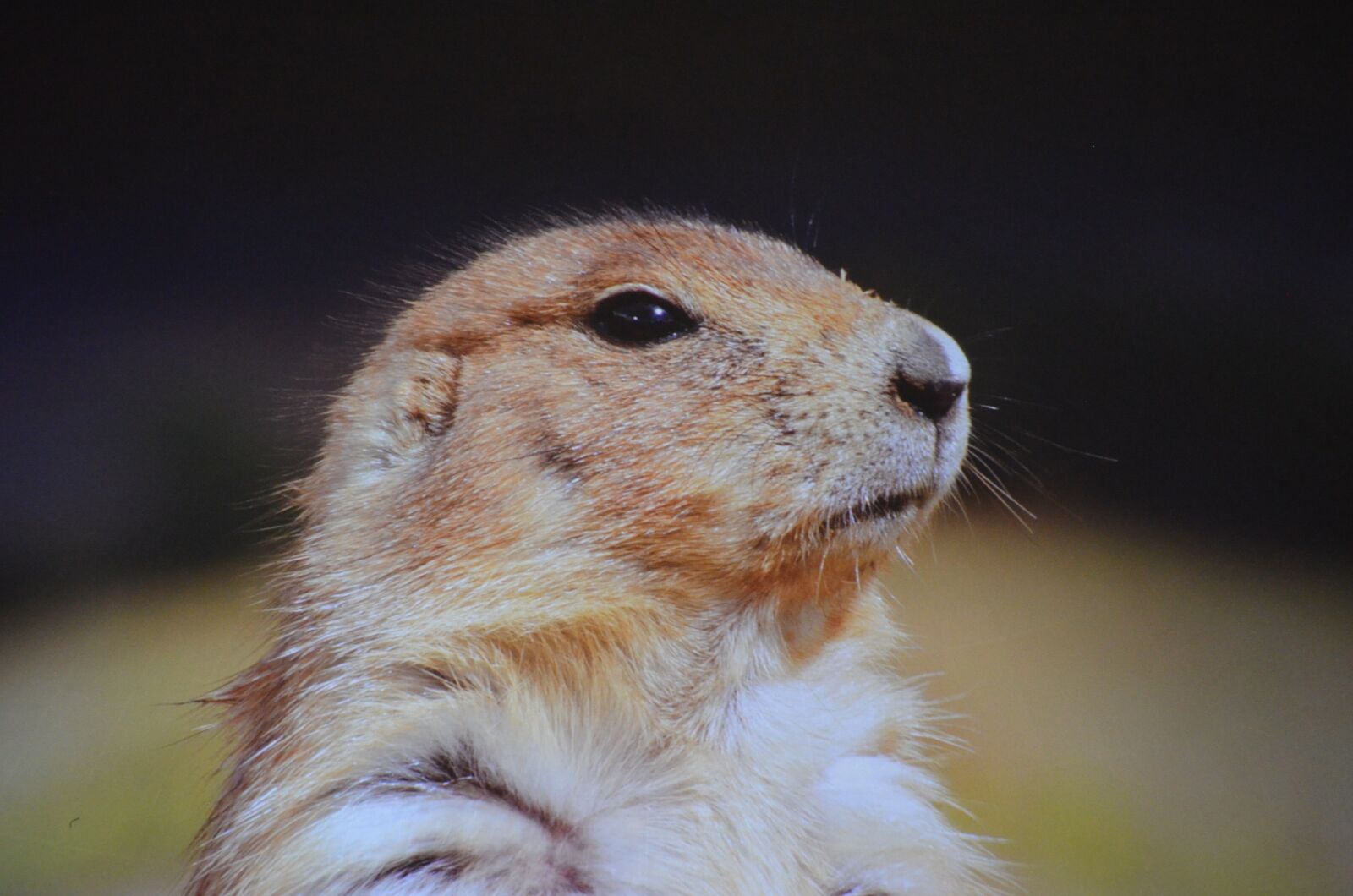 Nikon D5100 sample photo. Black-tailed-prairie-dog, prairie-dog, ground-squirrel photography