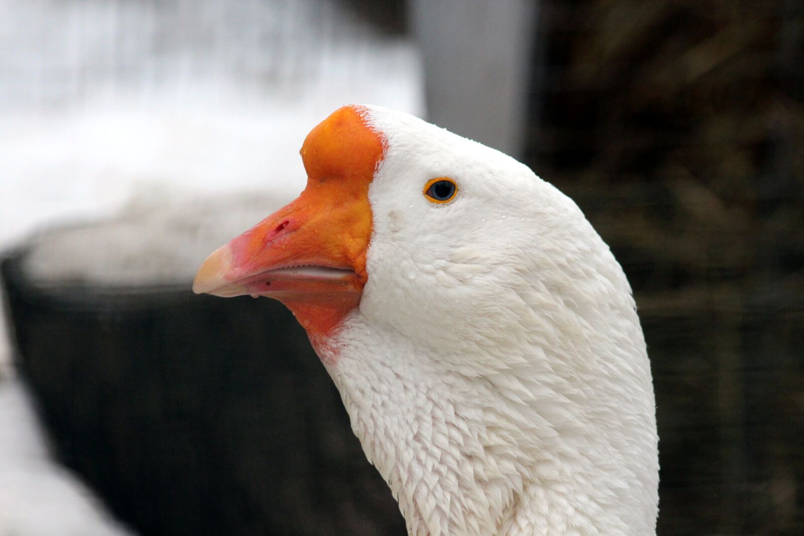 Canon EOS 650D (EOS Rebel T4i / EOS Kiss X6i) sample photo. Goose, kholmogorskaya goose, bird photography