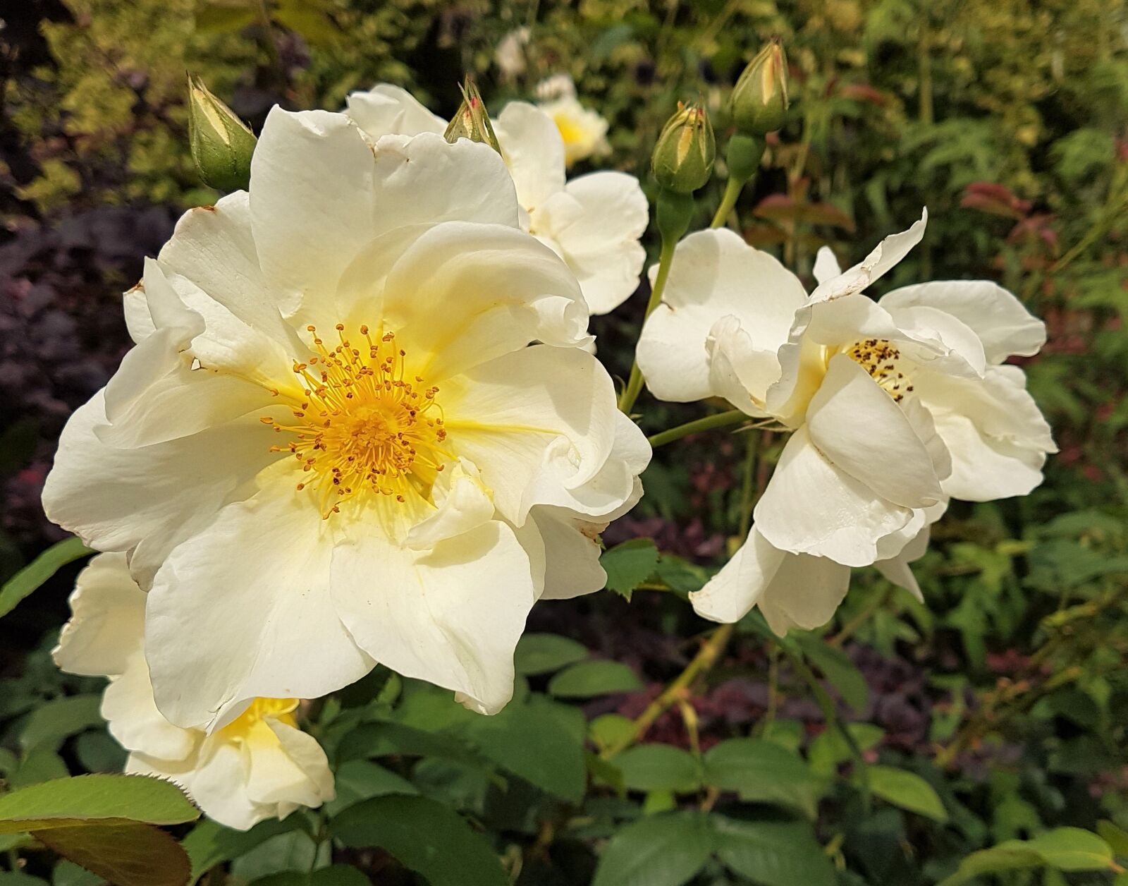 Samsung Galaxy S7 Edge sample photo. Flower, bloom, summer photography