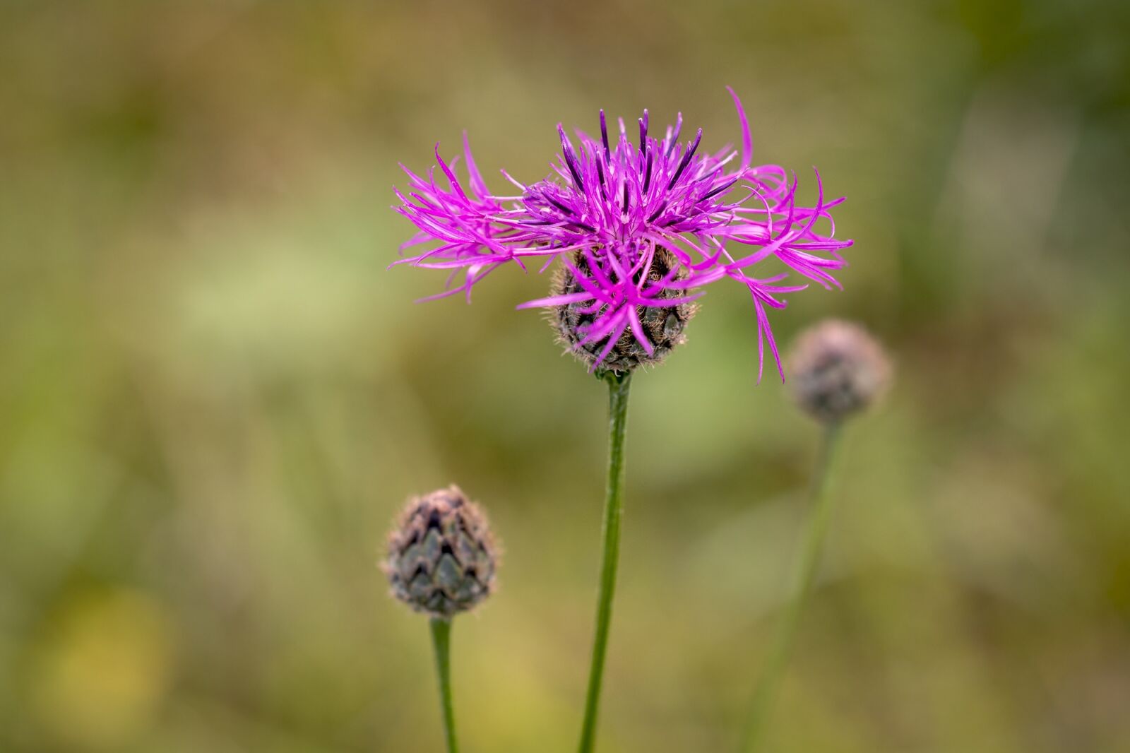 Nikon D7100 sample photo. Flower, pointed flower, wigs photography
