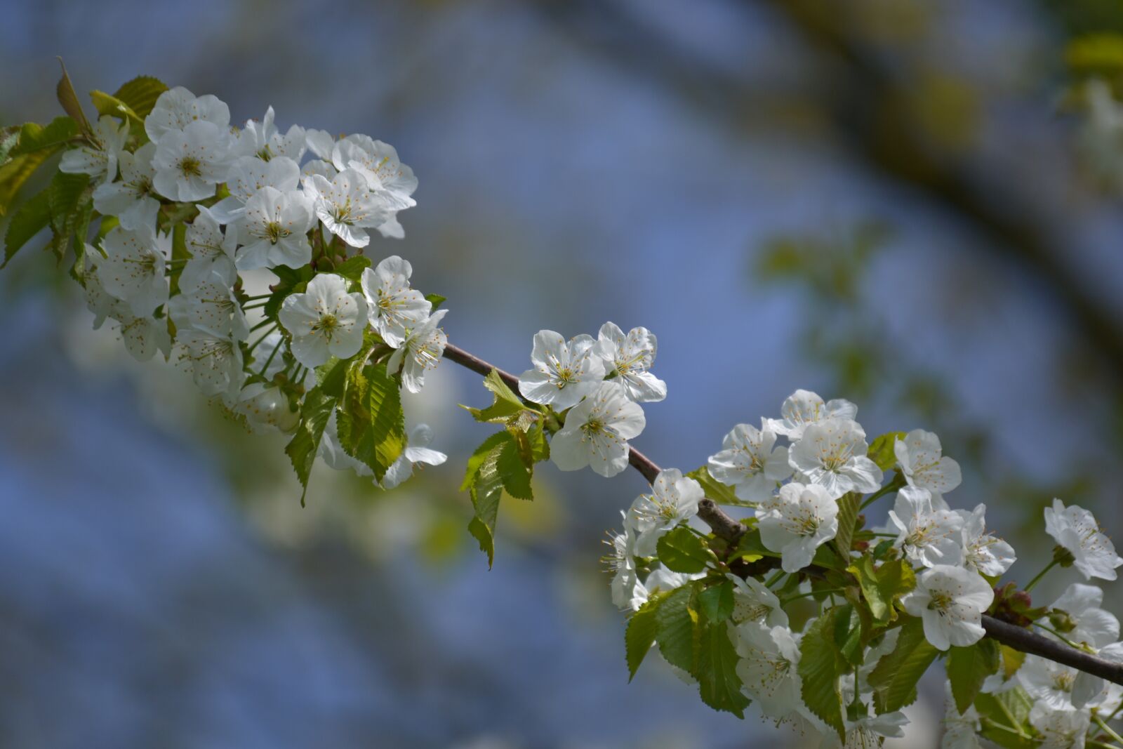 Nikon D3100 sample photo. Flower, tree, branch photography