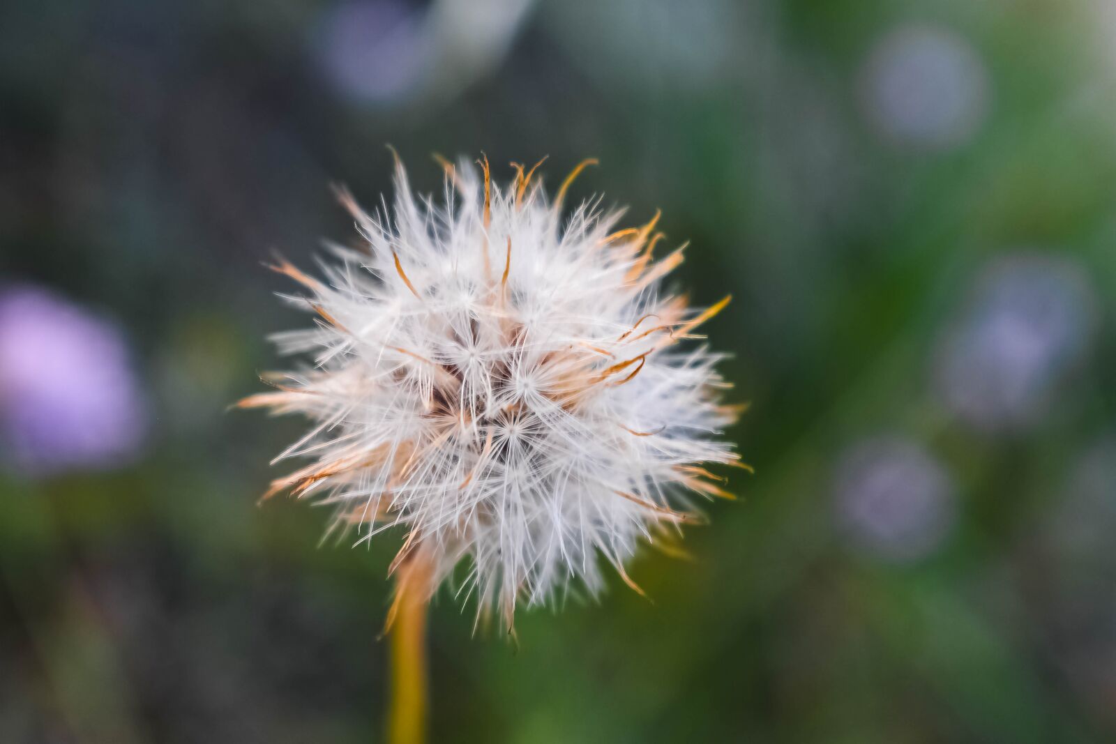 Nikon D3400 sample photo. Macro, nature, plant photography