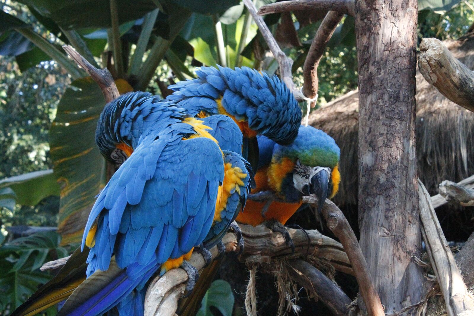 Canon EOS 1100D (EOS Rebel T3 / EOS Kiss X50) sample photo. Macaws, blue, triangle photography