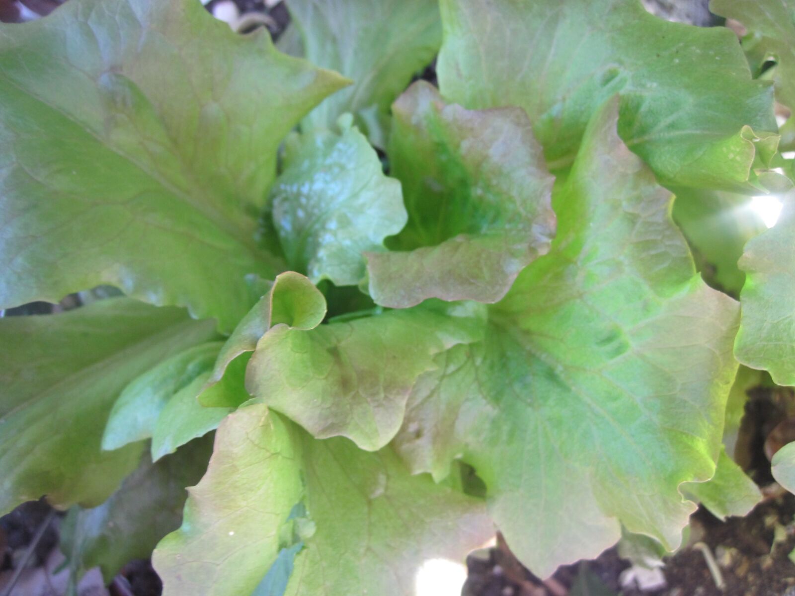 Canon PowerShot D10 sample photo. Lettuce, garden, salad photography