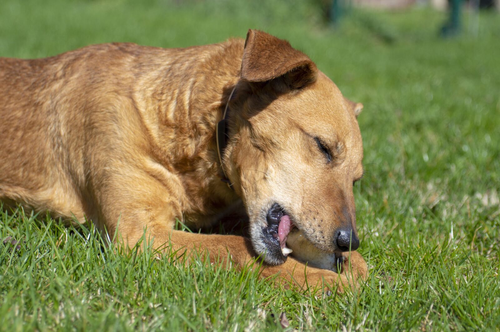 Nikon D3200 sample photo. Mammal, lawn, animal photography