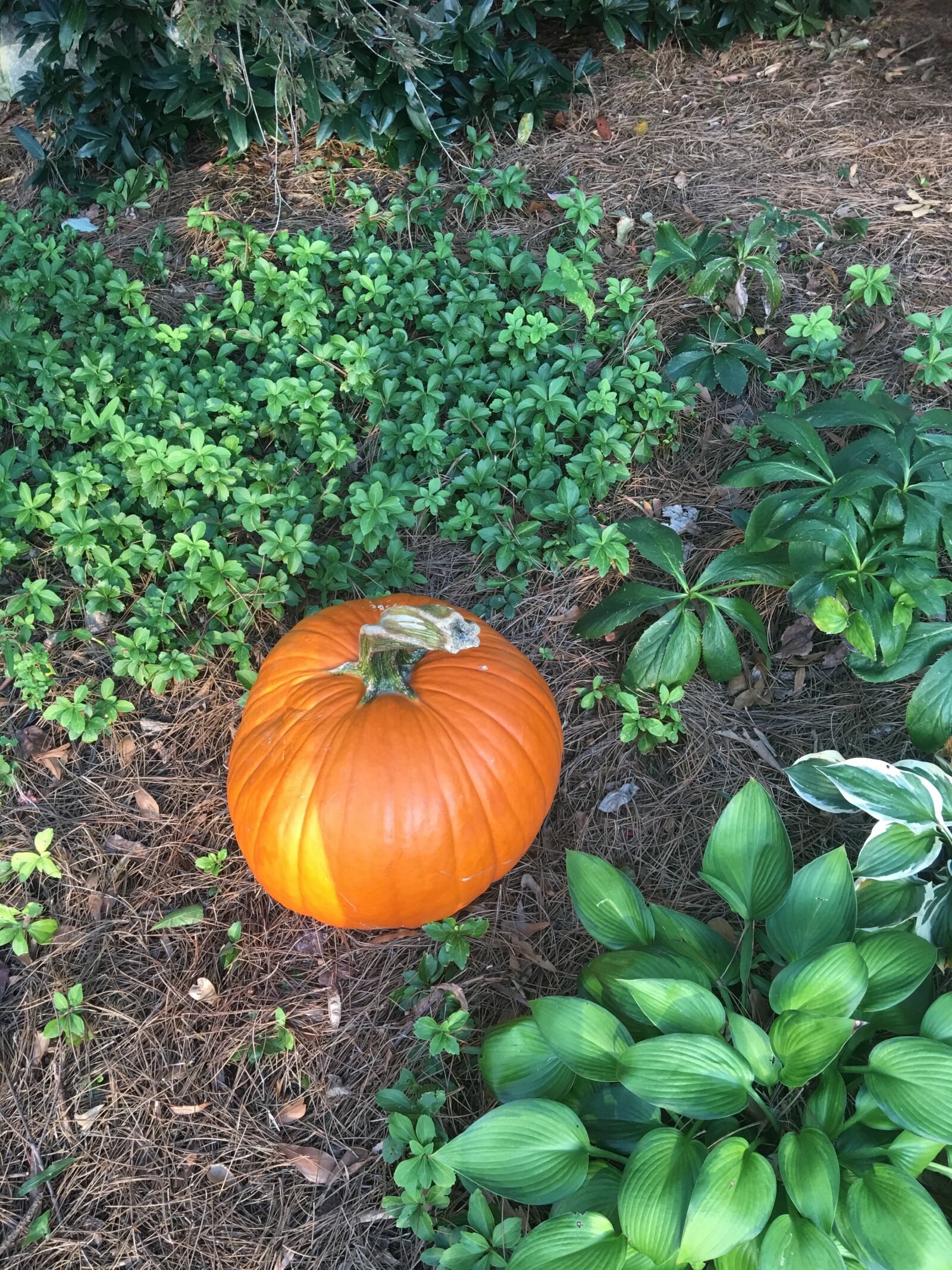 Apple iPhone 6s Plus sample photo. Thanksgiving dinner, thanksgiving background photography