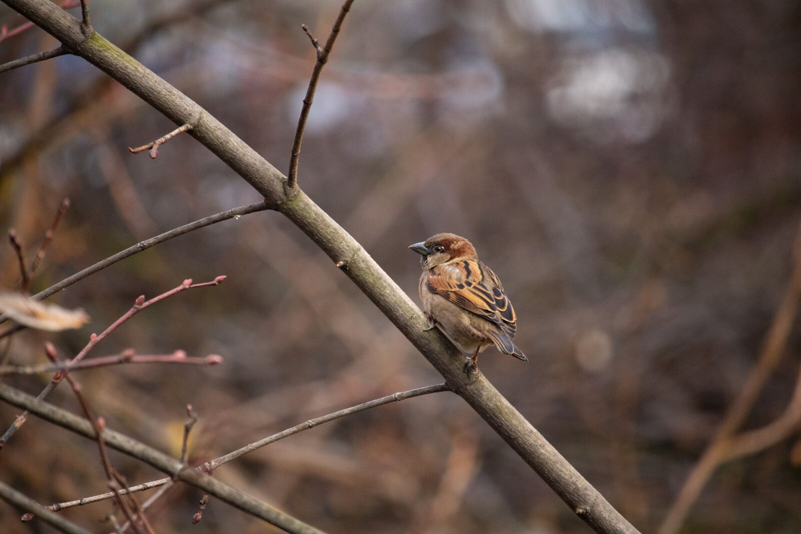 Canon EOS 100D (EOS Rebel SL1 / EOS Kiss X7) sample photo. Sparrow, bird, nature photography