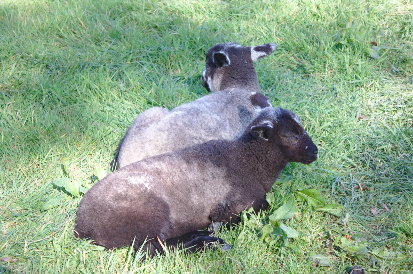 Canon EOS 50D sample photo. Lambs, black, sheep photography