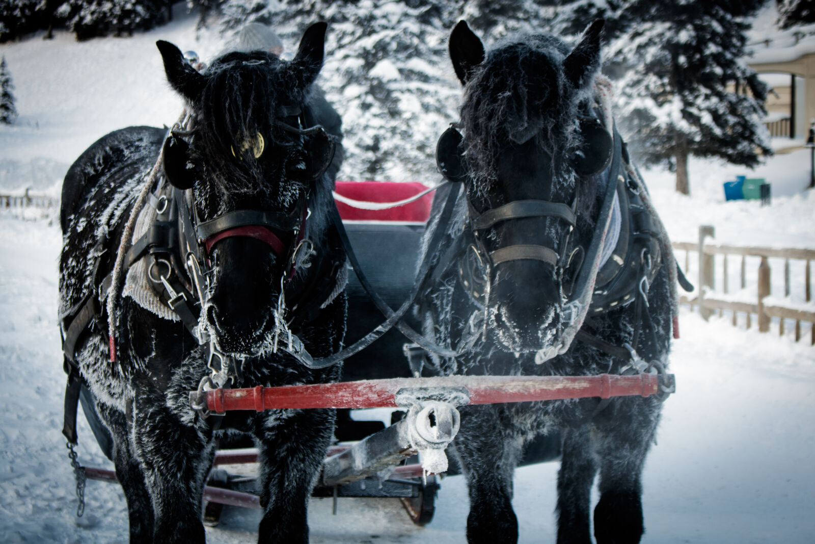 Canon EOS 750D (EOS Rebel T6i / EOS Kiss X8i) sample photo. Horses, sled, winter photography