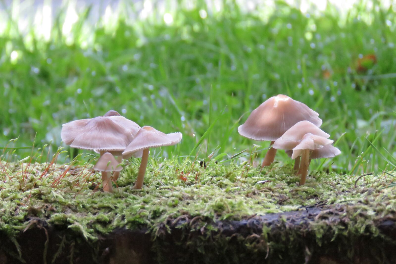 Canon PowerShot SX60 HS sample photo. Fungus, nature, grass photography