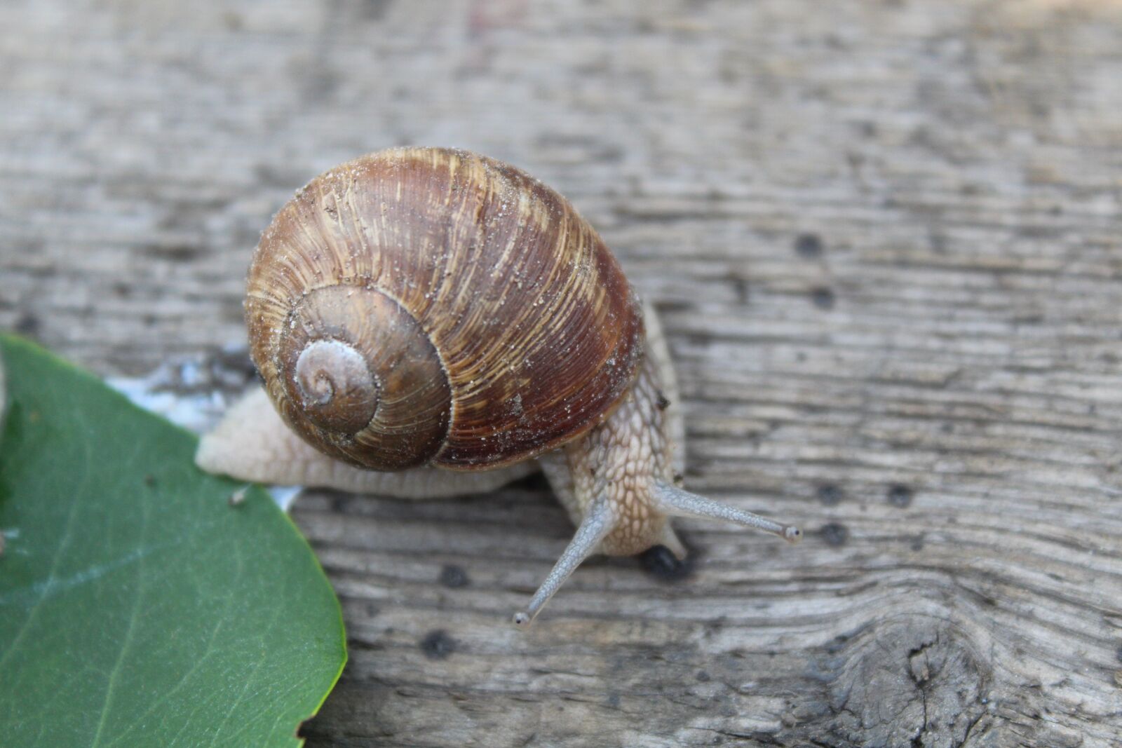 Canon EOS 1300D (EOS Rebel T6 / EOS Kiss X80) sample photo. Nature, snail, shell photography