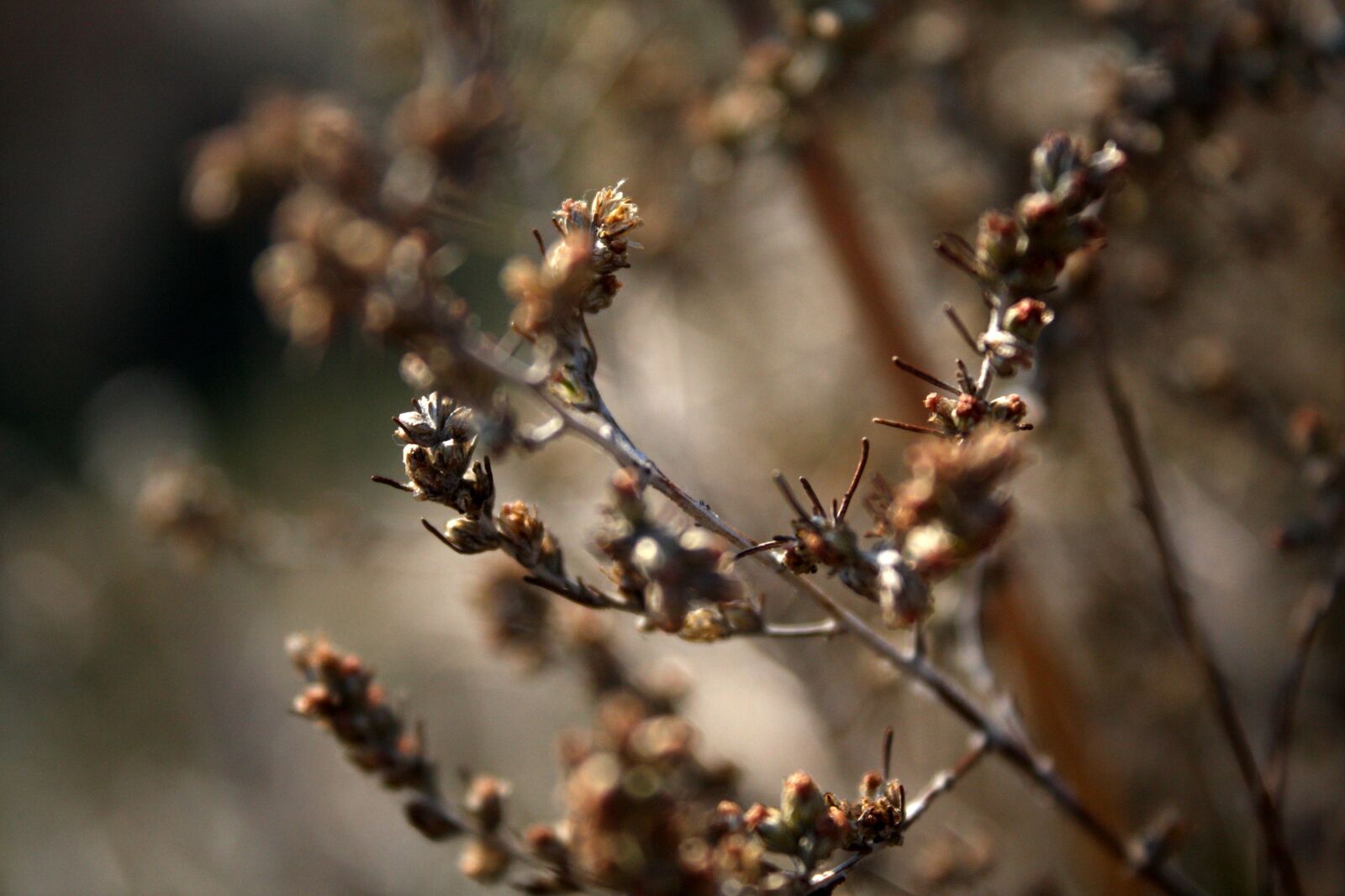 Canon EOS 450D (EOS Rebel XSi / EOS Kiss X2) sample photo. Herbs, steppe, grass photography