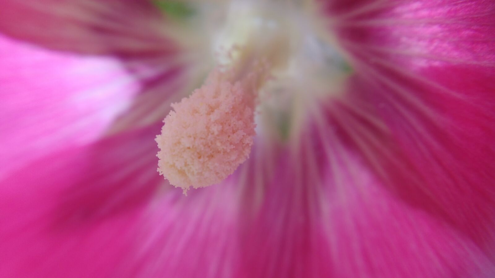Motorola MotoG3 sample photo. Macro, pistil, flower photography