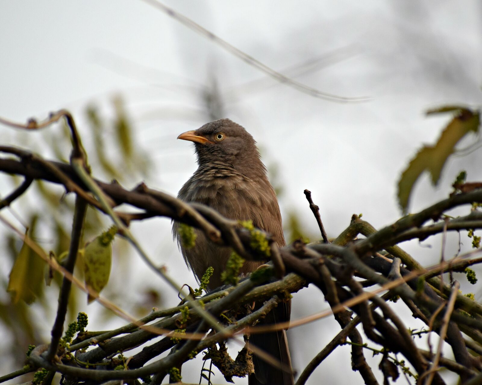 Nikon D3300 sample photo. Bird, sitting, nature photography