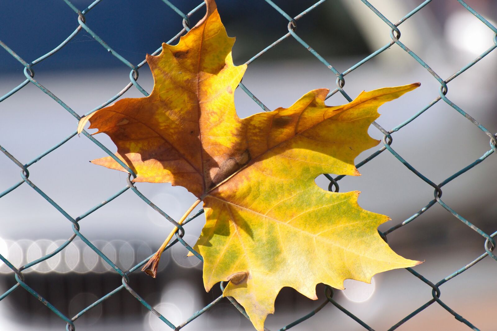 Nikon D5300 sample photo. Leaf, yellow, brown photography
