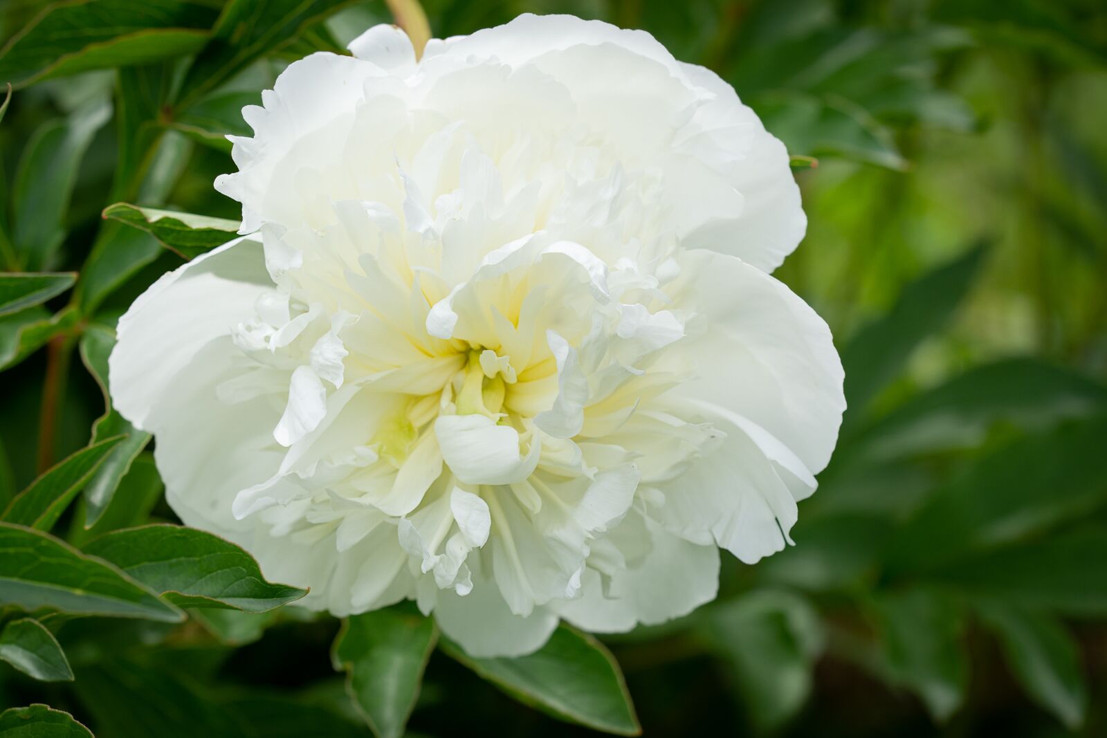 Nikon D7100 sample photo. Peony, white, white peony photography