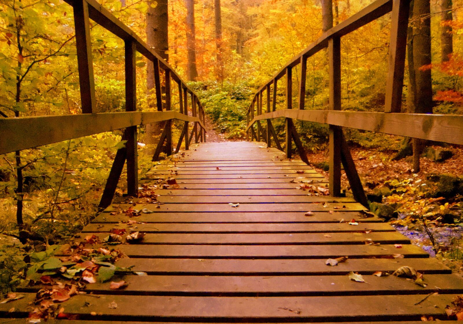 Sony Cyber-shot DSC-W120 sample photo. Forest, bridge, autumn photography