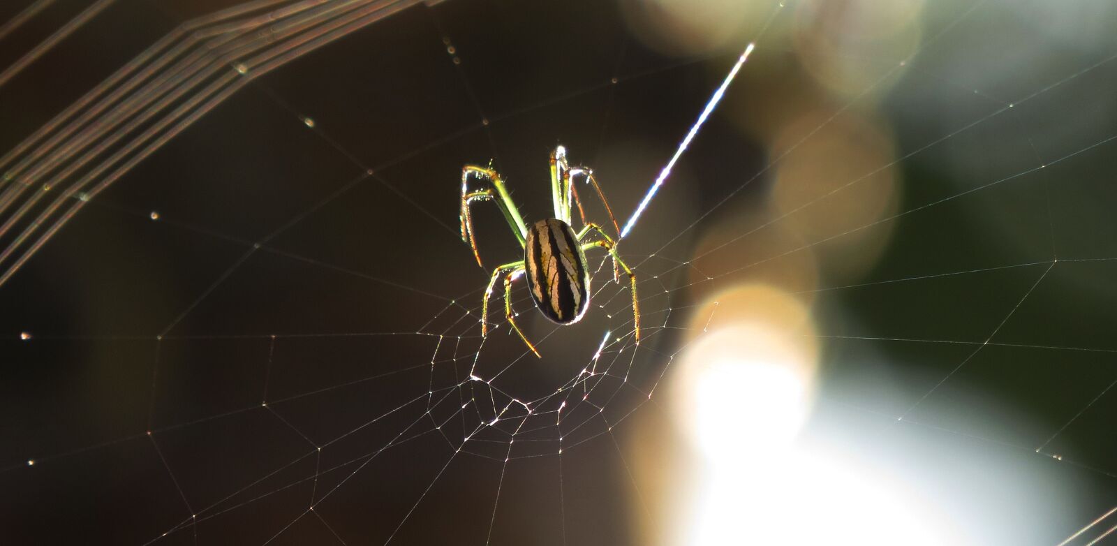 Canon PowerShot SX50 HS sample photo. Spider, arachnid, insect photography