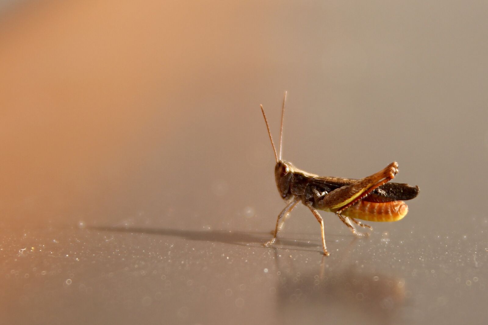 Canon EOS 60D sample photo. Grasshopper, tettigonia viridissima, cricket photography