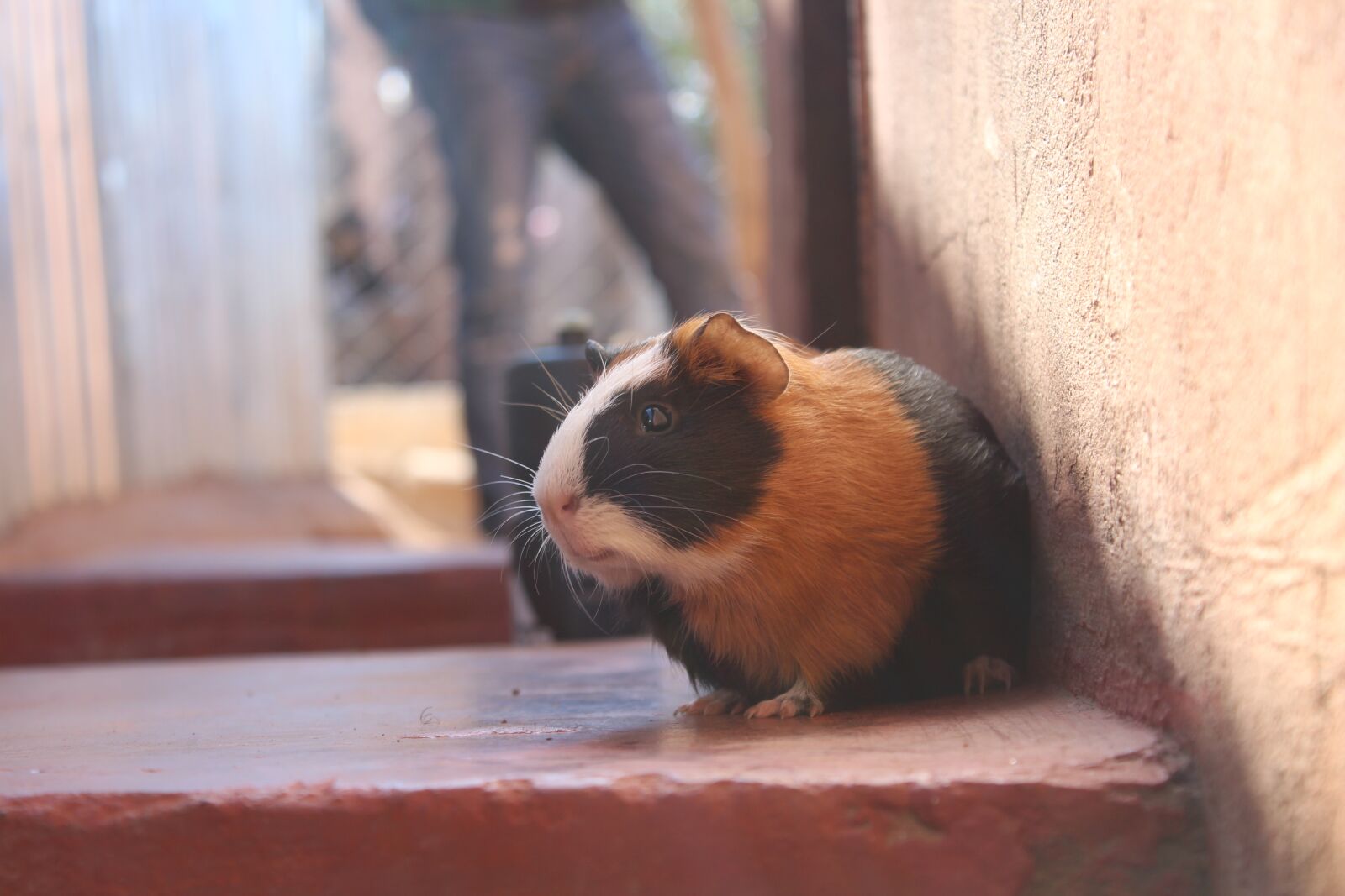 Canon EOS 650D (EOS Rebel T4i / EOS Kiss X6i) sample photo. Pigs, nozamopark, animals photography