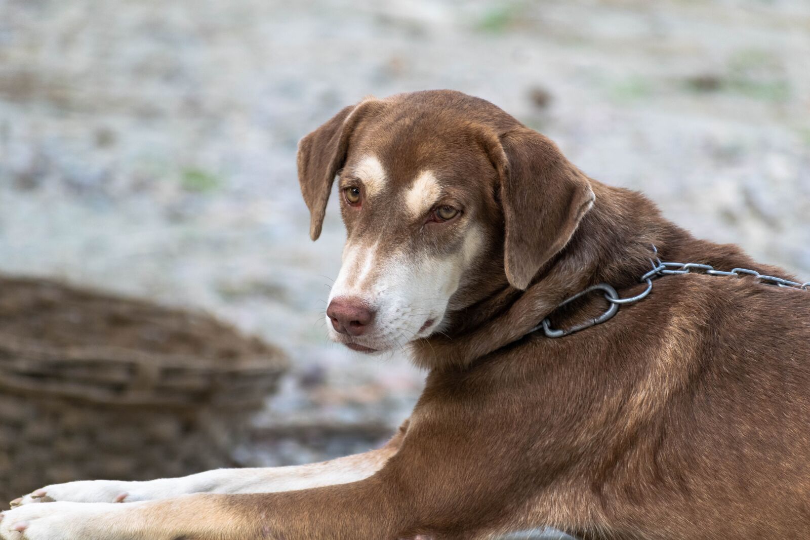 Nikon D3300 sample photo. Sitting dog, pet, puppy photography