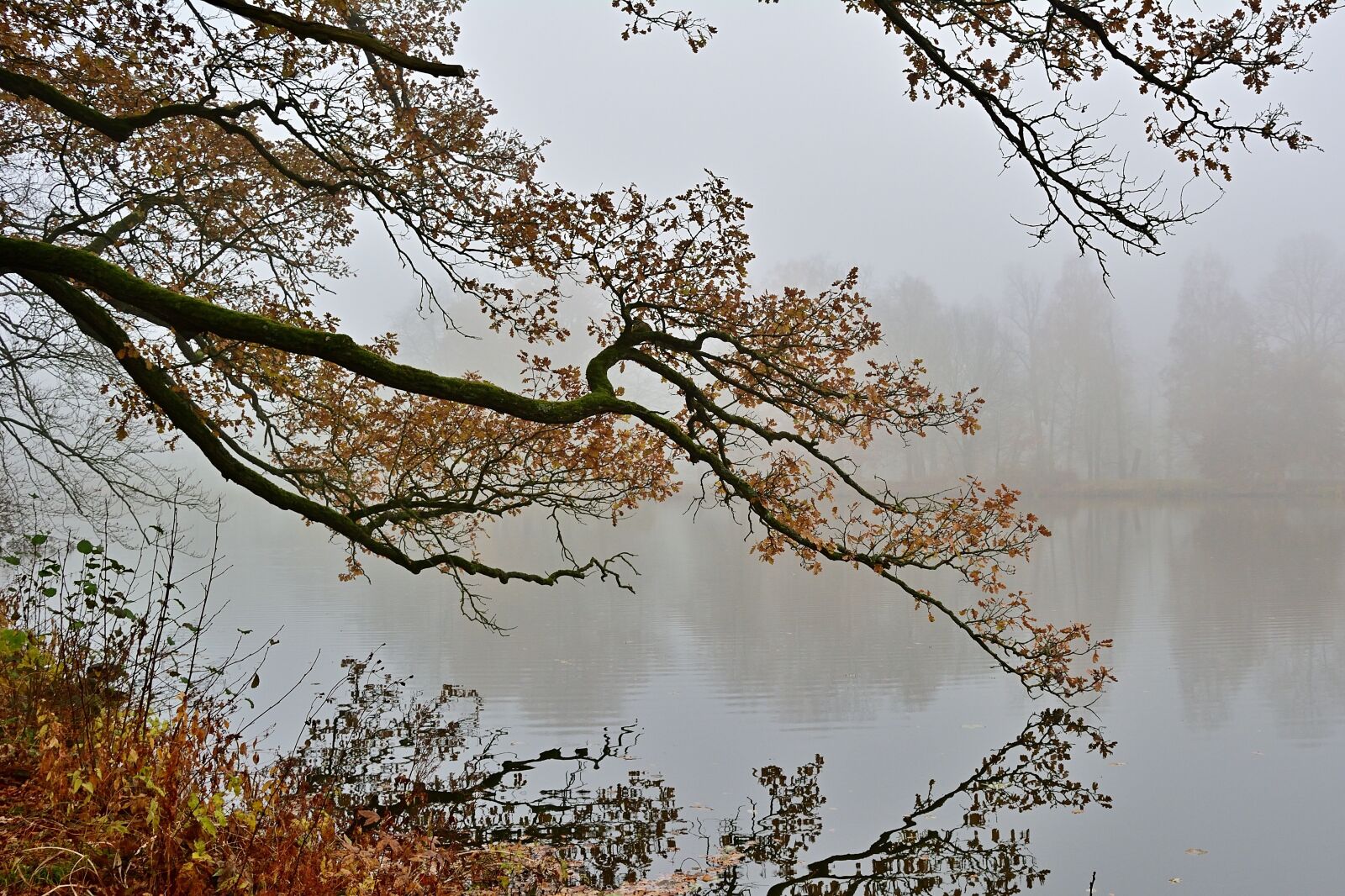 Nikon D5200 sample photo. Autumn, fog, park photography