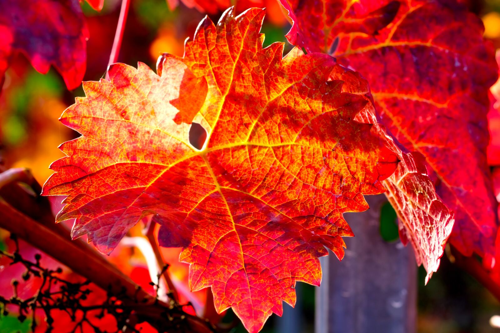Fujifilm X-T20 sample photo. Wine leaf, red, autumn photography