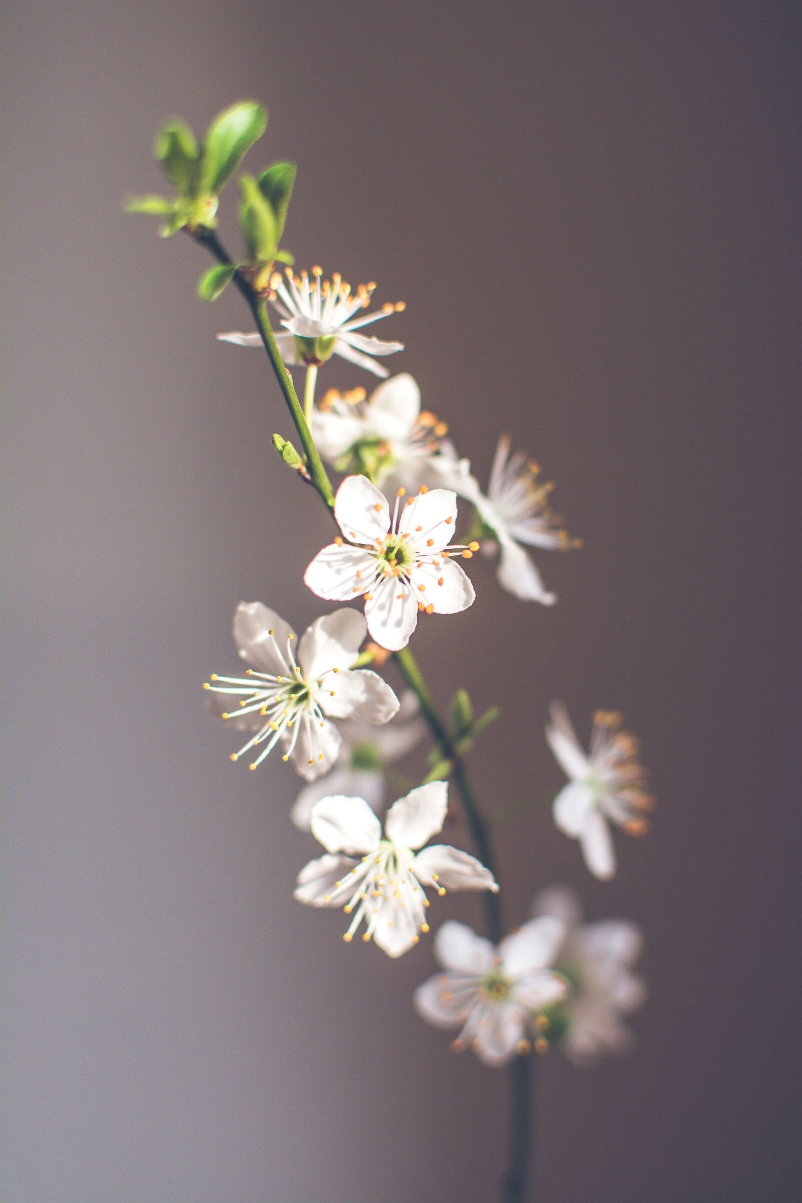 Nikon D7100 sample photo. Spring, cherry blossom, spring photography