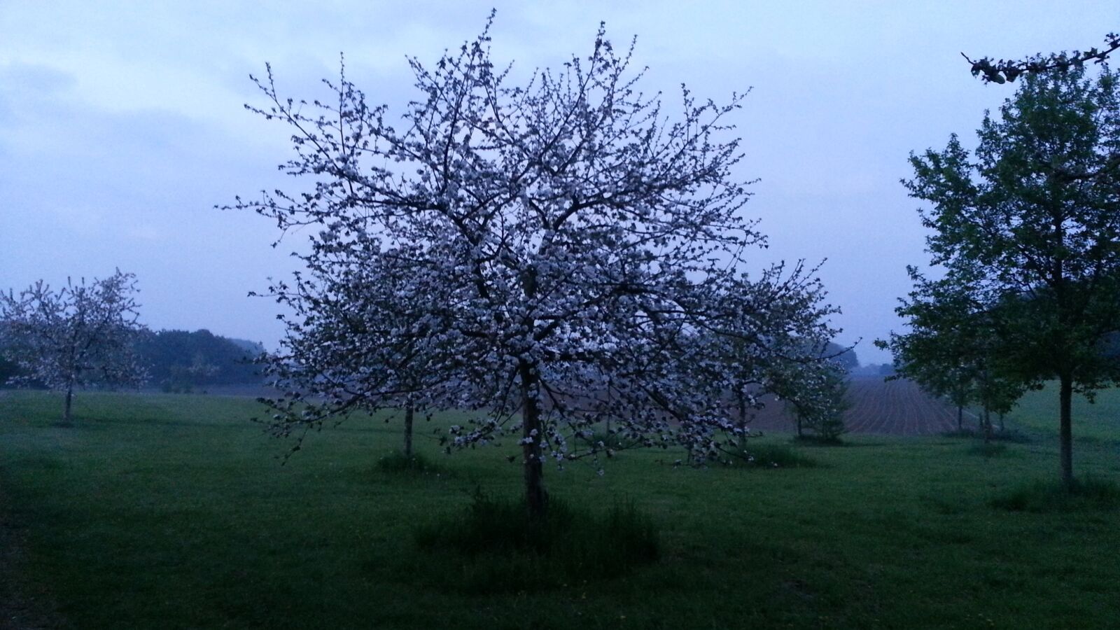Samsung Galaxy Note2 sample photo. Flower mountain, cologne, forest photography