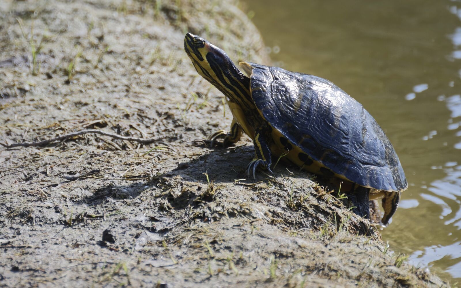 Nikon D5300 sample photo. Turtle, frog, shell photography