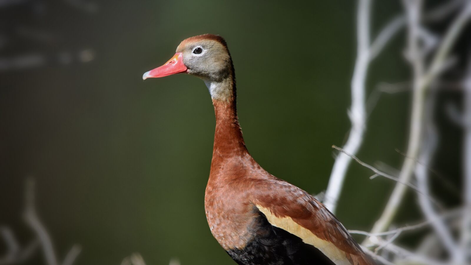 Nikon D7200 sample photo. Duck, wildlife, nature photography