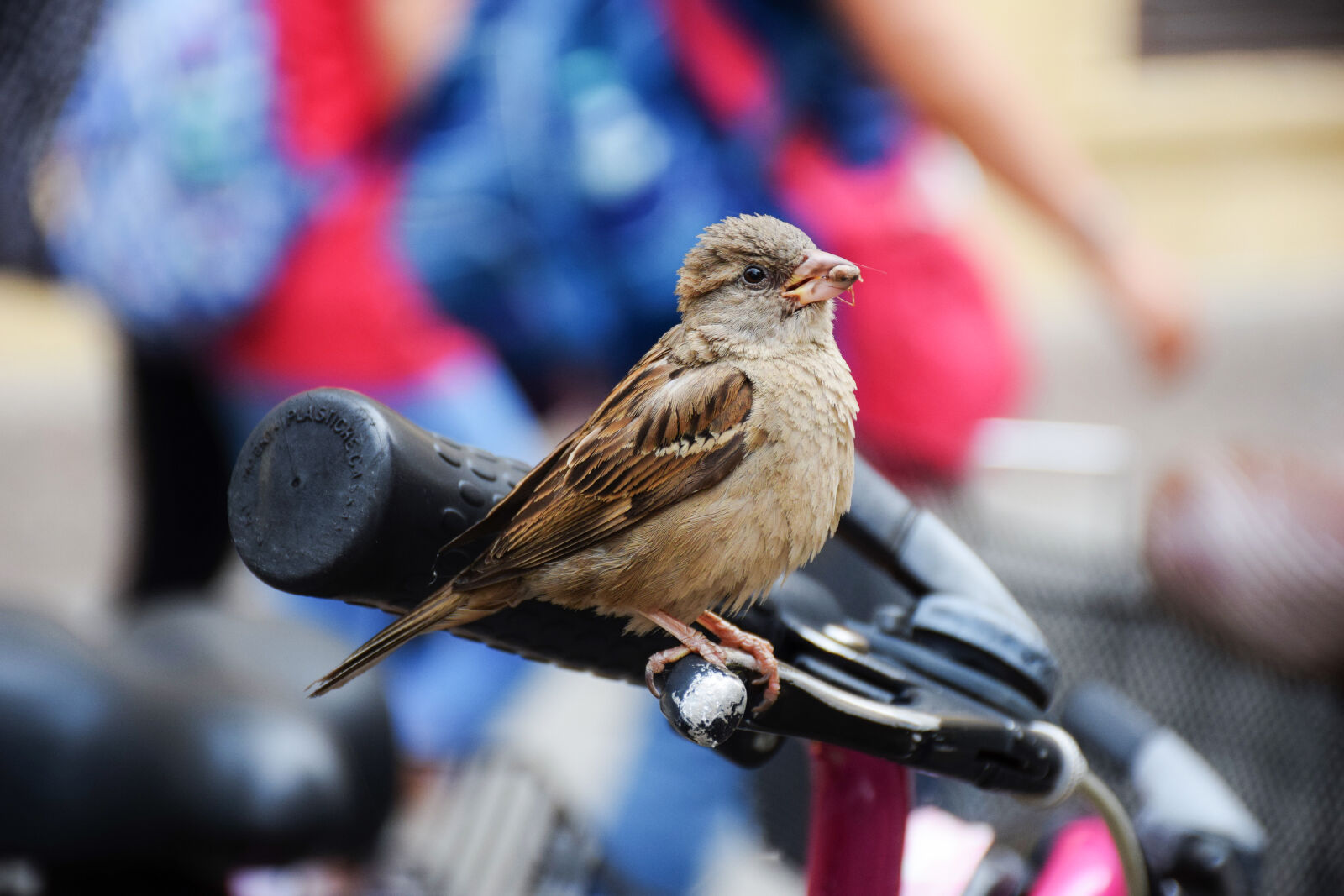 Nikon D5300 sample photo. Bike, sparrow, city, challenge photography