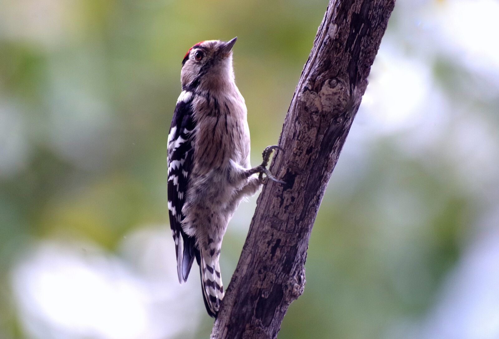 Pentax K-30 sample photo. Great spotted woodpecker, bird photography
