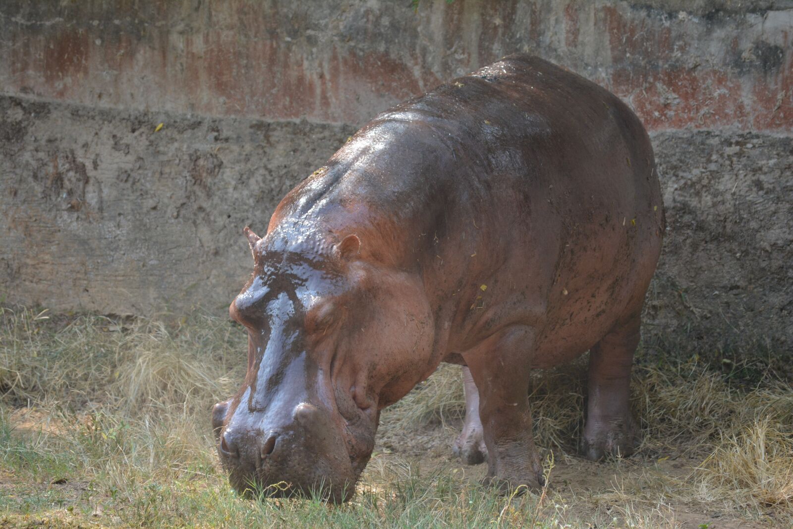Nikon D5200 sample photo. Hippopotamus, animal, hippo photography