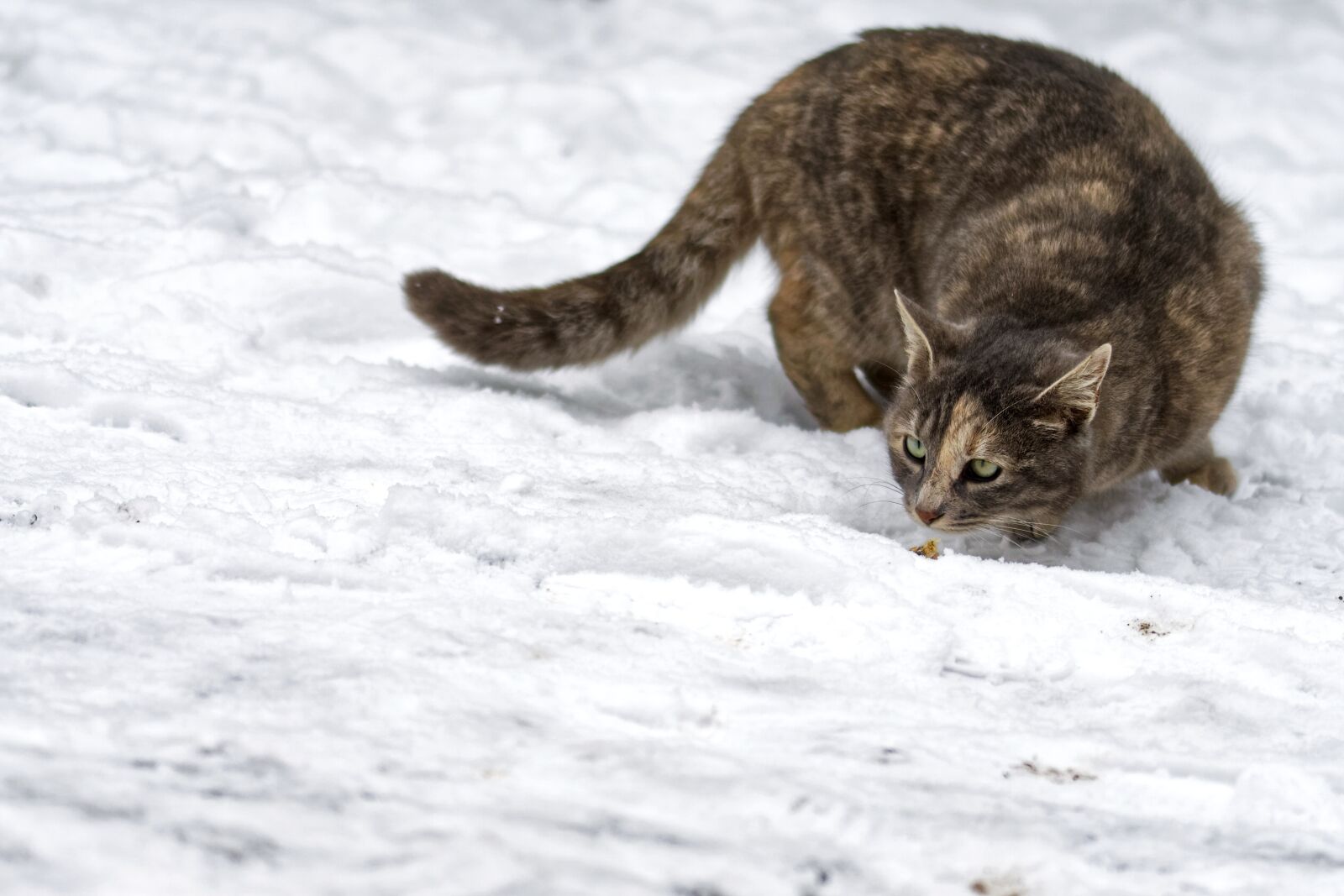 Nikon D5300 sample photo. Cat, feline, winter photography