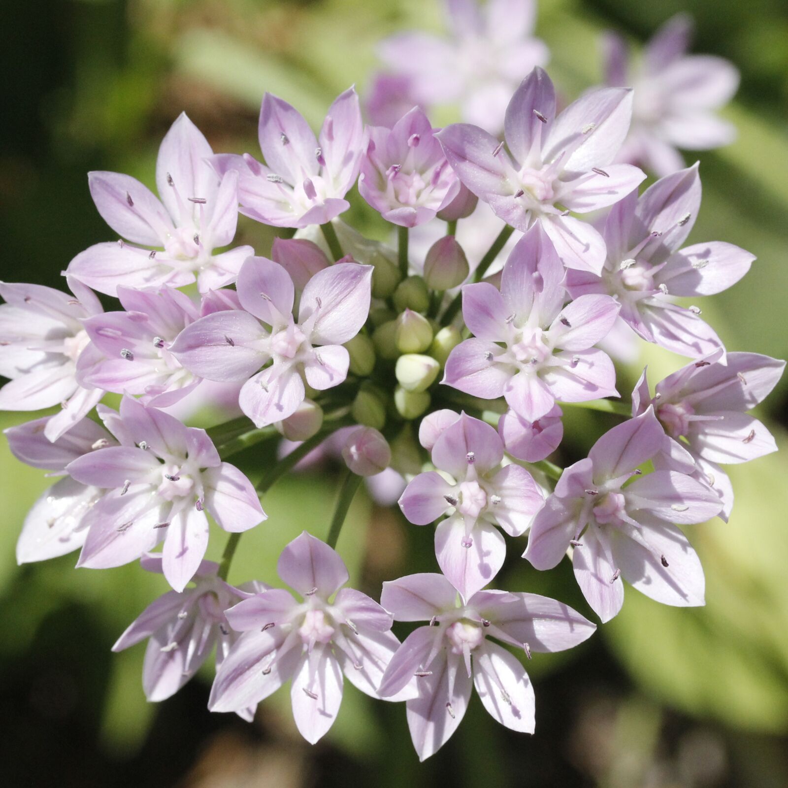 Canon EOS 60D sample photo. Flowers, lavender, spring photography