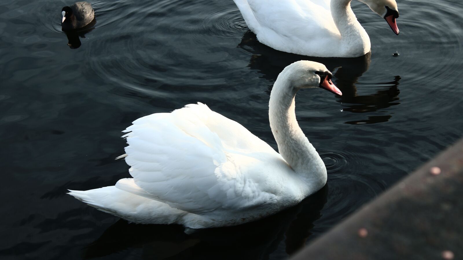 Canon EOS 750D (EOS Rebel T6i / EOS Kiss X8i) + Canon EF-S 18-55mm F3.5-5.6 III sample photo. Swans, water, animals photography