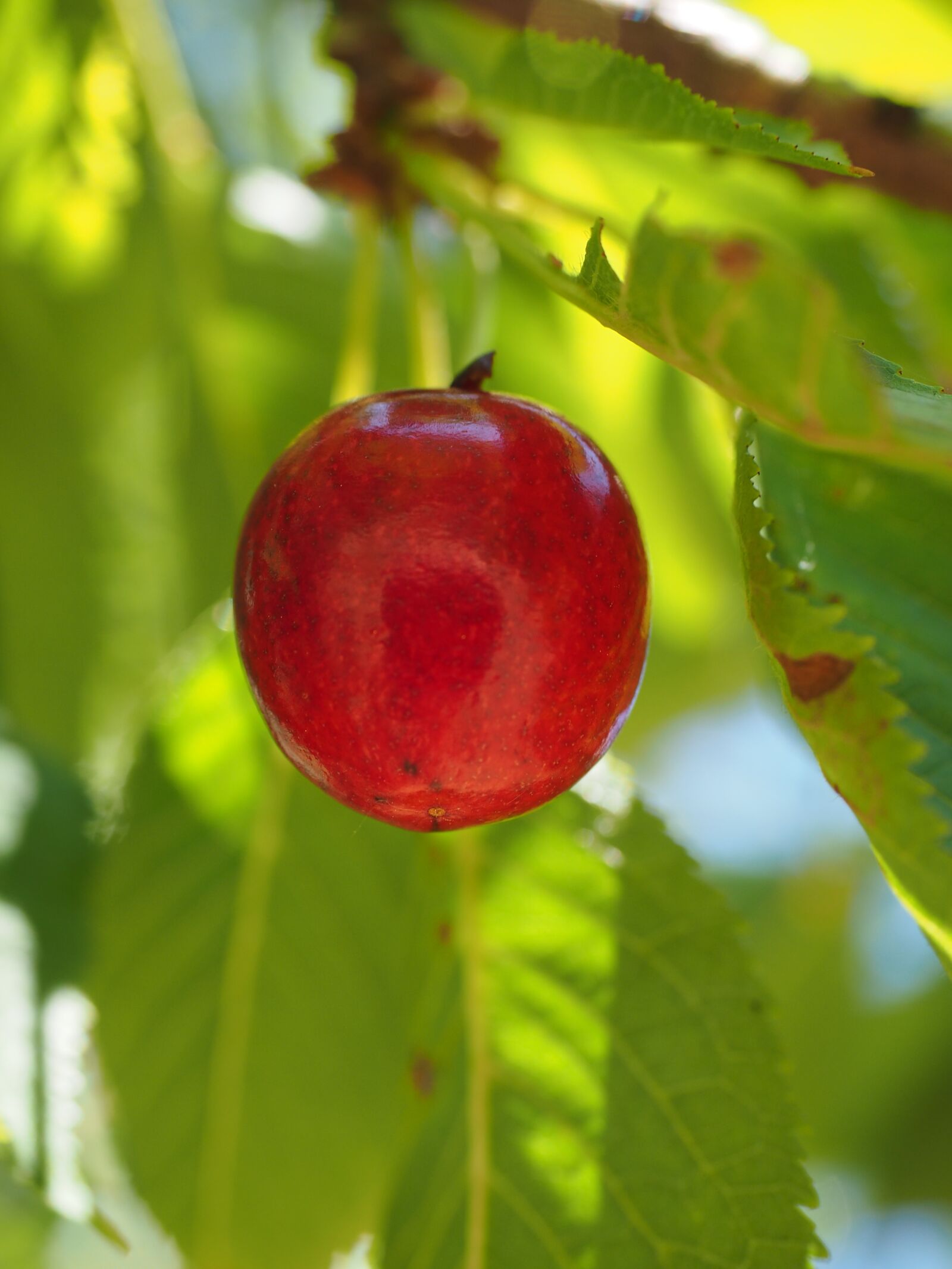 Olympus OM-D E-M1 + Olympus M.Zuiko Digital ED 12-40mm F2.8 Pro sample photo. Cherries, fruits, fruit photography