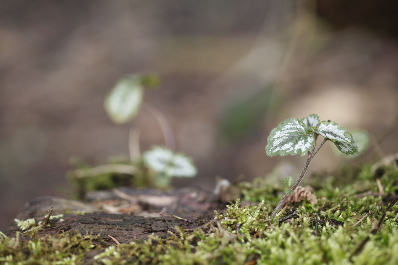 Canon EOS 5D Mark II sample photo. Plant, small, moss photography