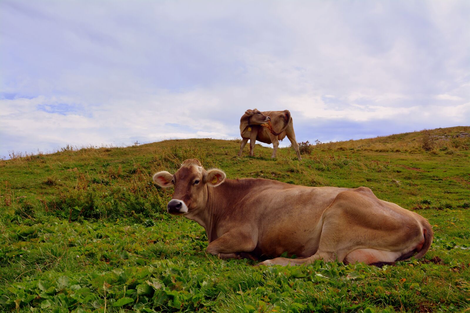 Nikon D7100 sample photo. Cow, prato, mountain photography