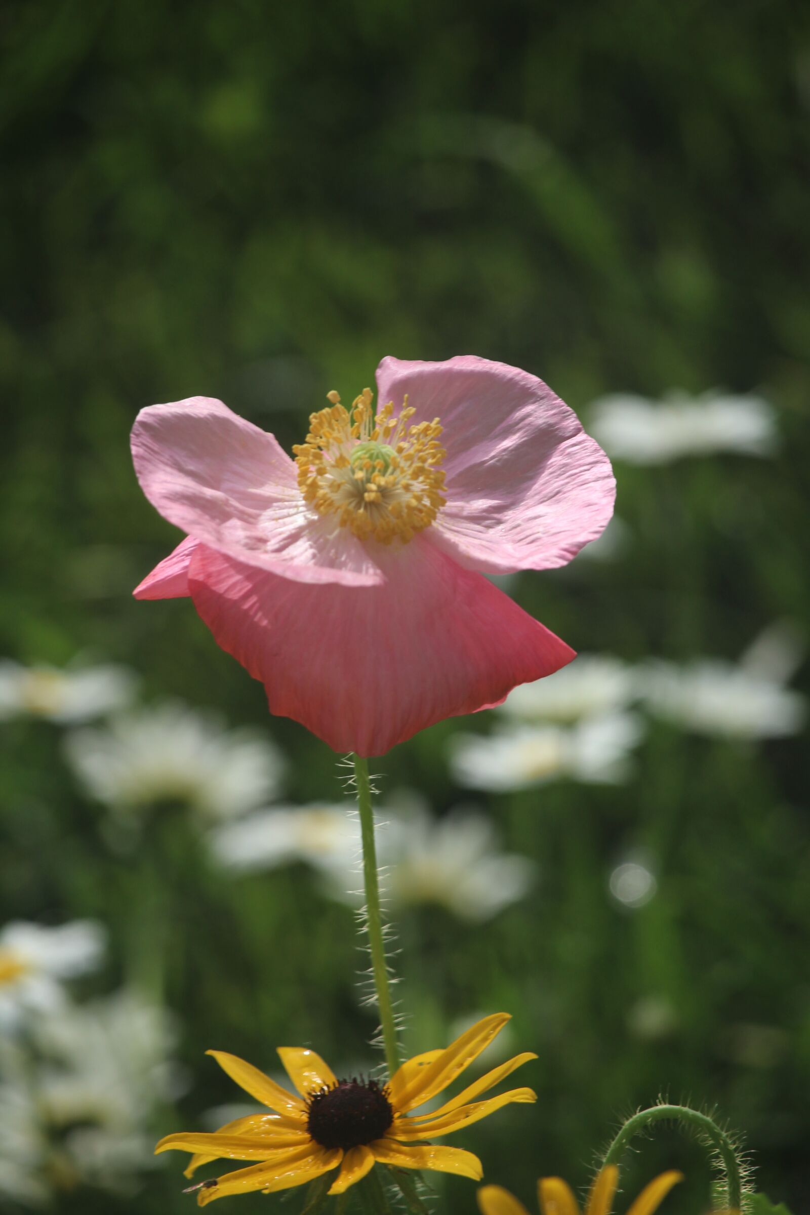Canon EOS 1200D (EOS Rebel T5 / EOS Kiss X70 / EOS Hi) + Canon EF-S 55-250mm F4-5.6 IS STM sample photo. Pink, poppy, flower photography