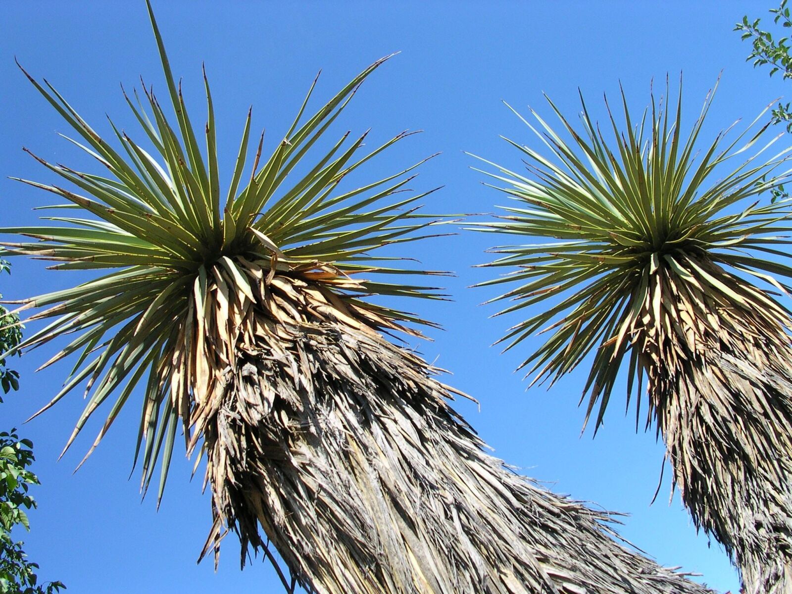 Nikon E3500 sample photo. Yucca, thompsoniana, stem yucca photography